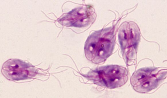 parasites of the simplest lamblia in the human body