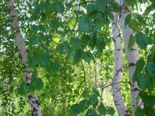 birch leaves from parasites in the human body
