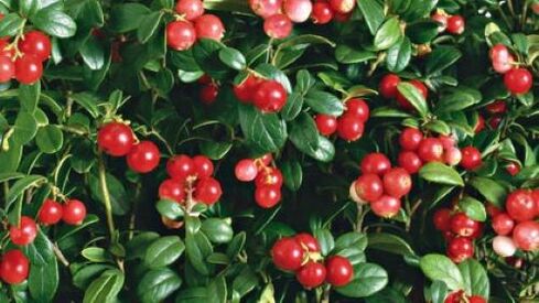 lingonberries caused by parasites in the body