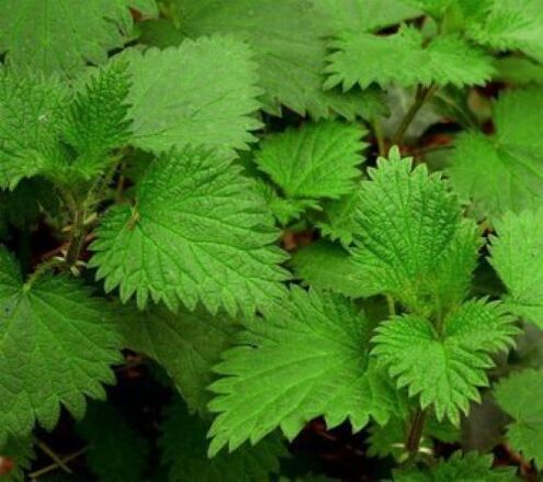while nettles from parasites in the human body
