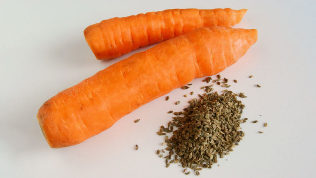 Carrot seeds parasites